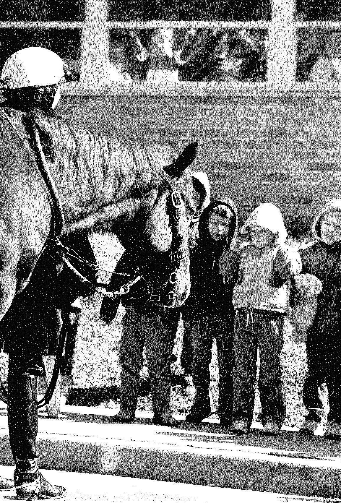 Police horses